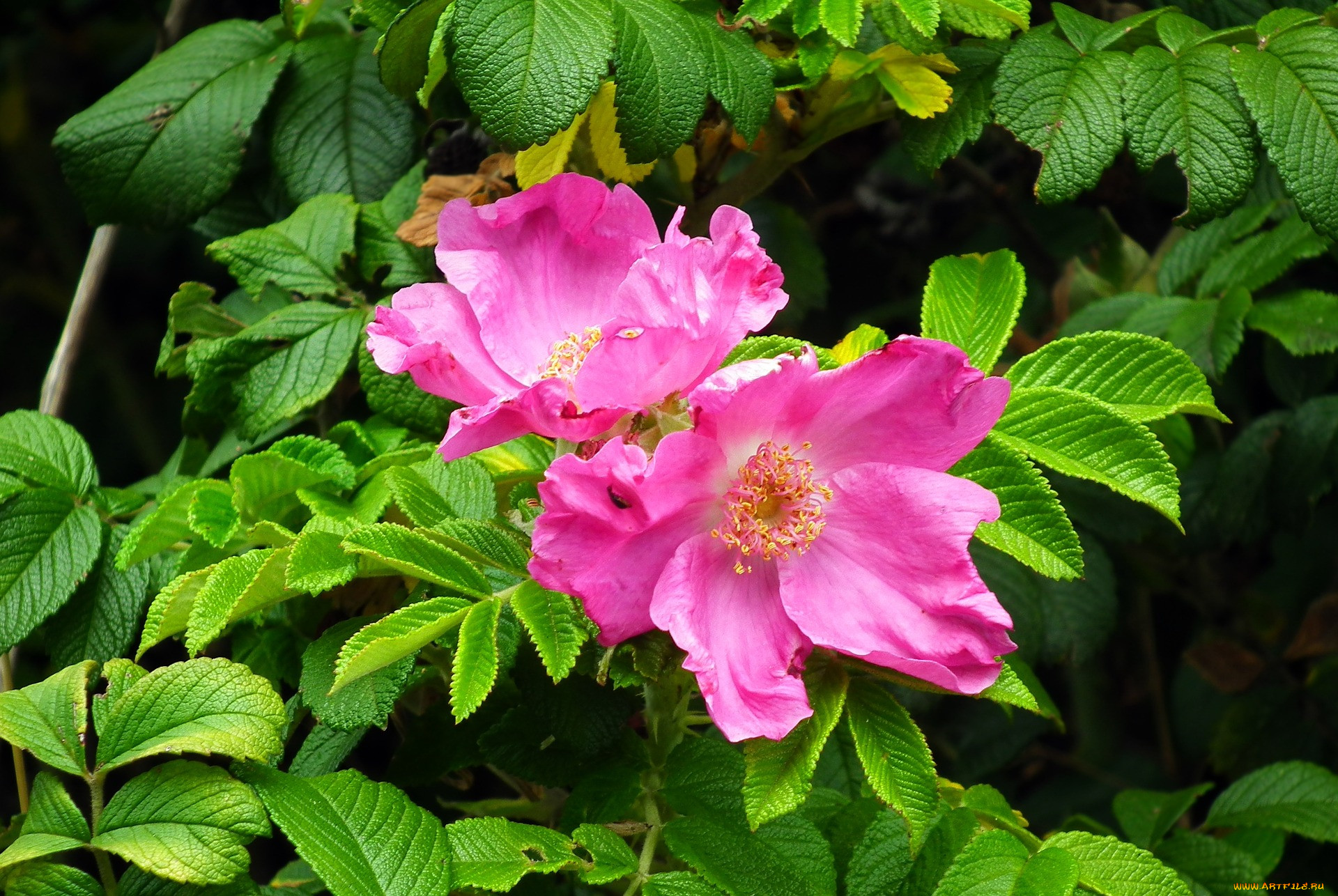 Какие розы цветут всю лета. Шиповник морщинистый (Rosa rugosa Thunb.)..